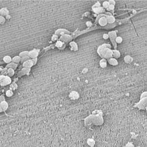 Biocompatibility of GaP NanoWires